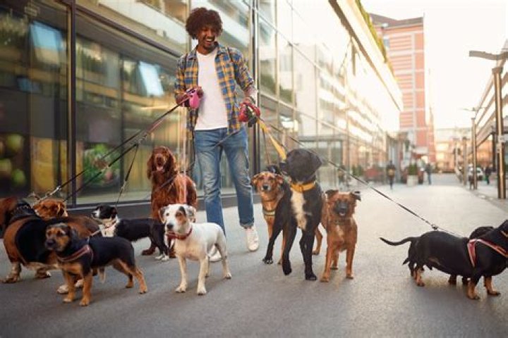 5 Secrets From Former Dog Walkers