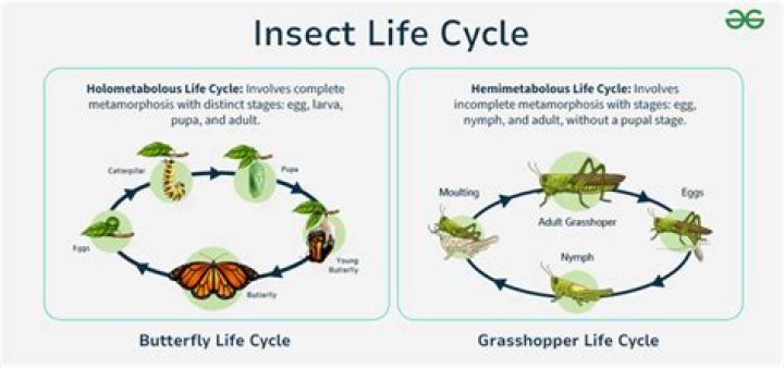 If You See This Insect, Drown It, Experts Say — Best Life