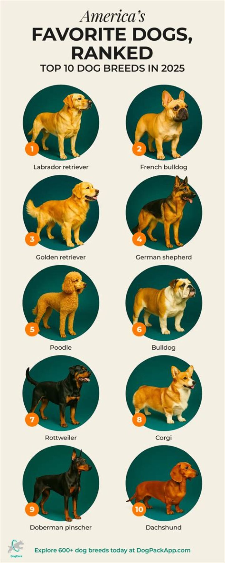 Meet the AKC's Newest Dog Breed: "Loyal, Healthy, Long-Lived, and Intelligent"