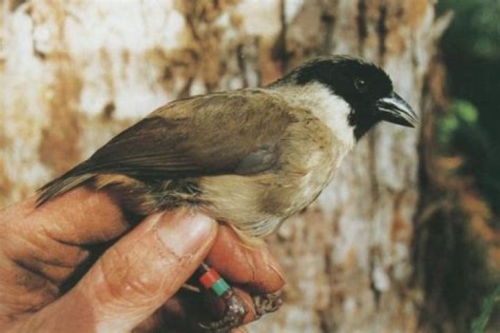 U.S. Just Declared 21 Species of Animals Extinct — Best Life